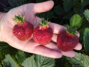 Клубника "РУБИНОВЫЙ КУЛОН" (6шт.)